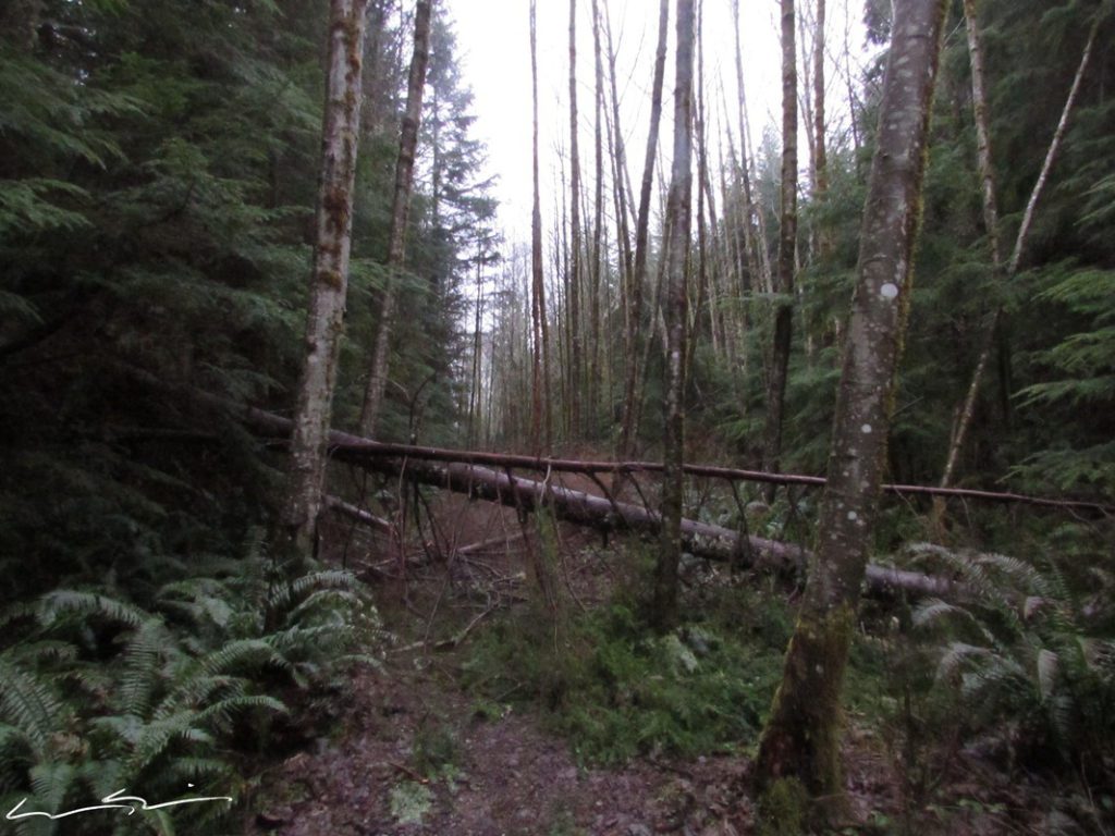 blow down along the trail
