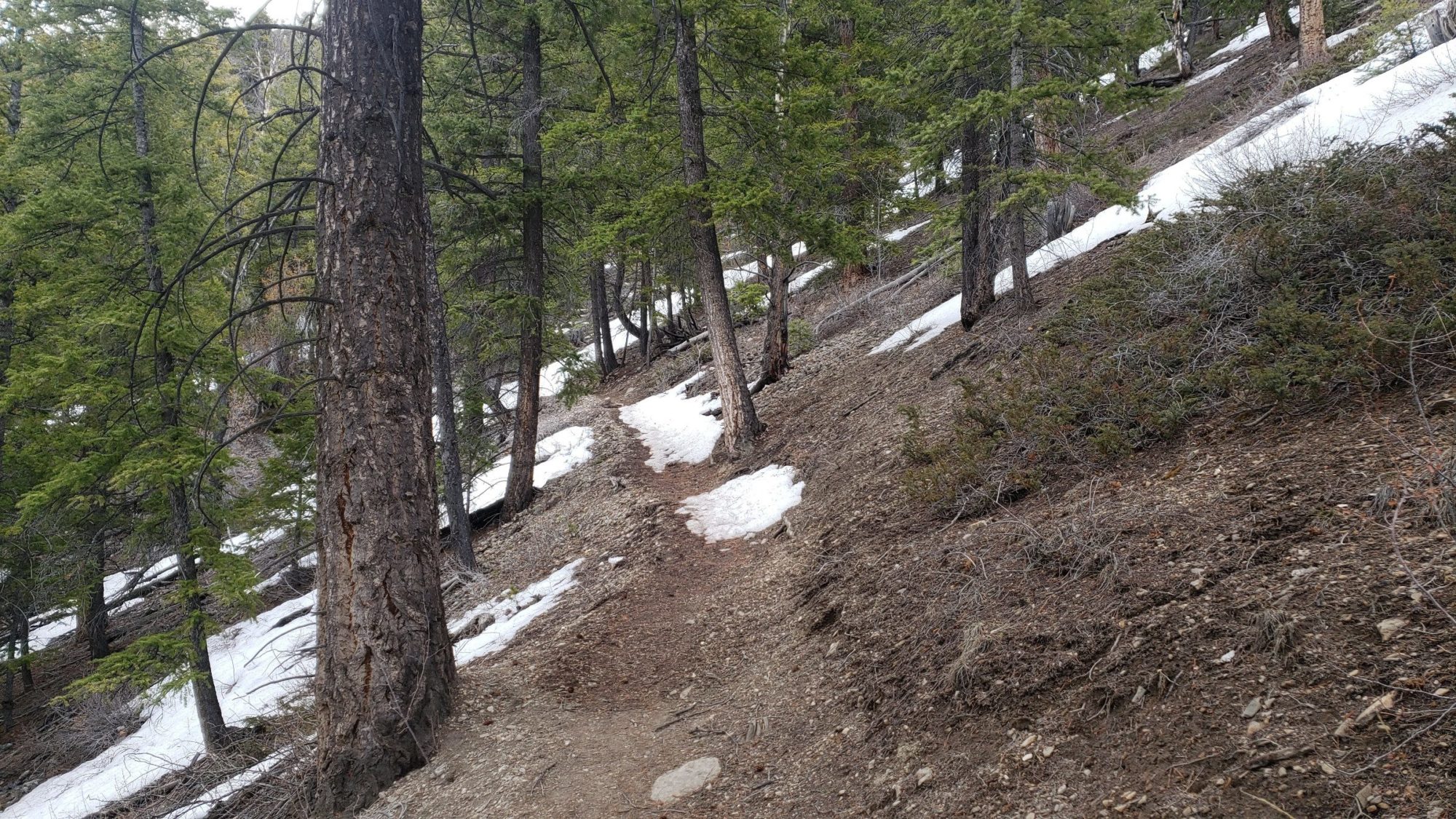 borah peak wooded section of trail