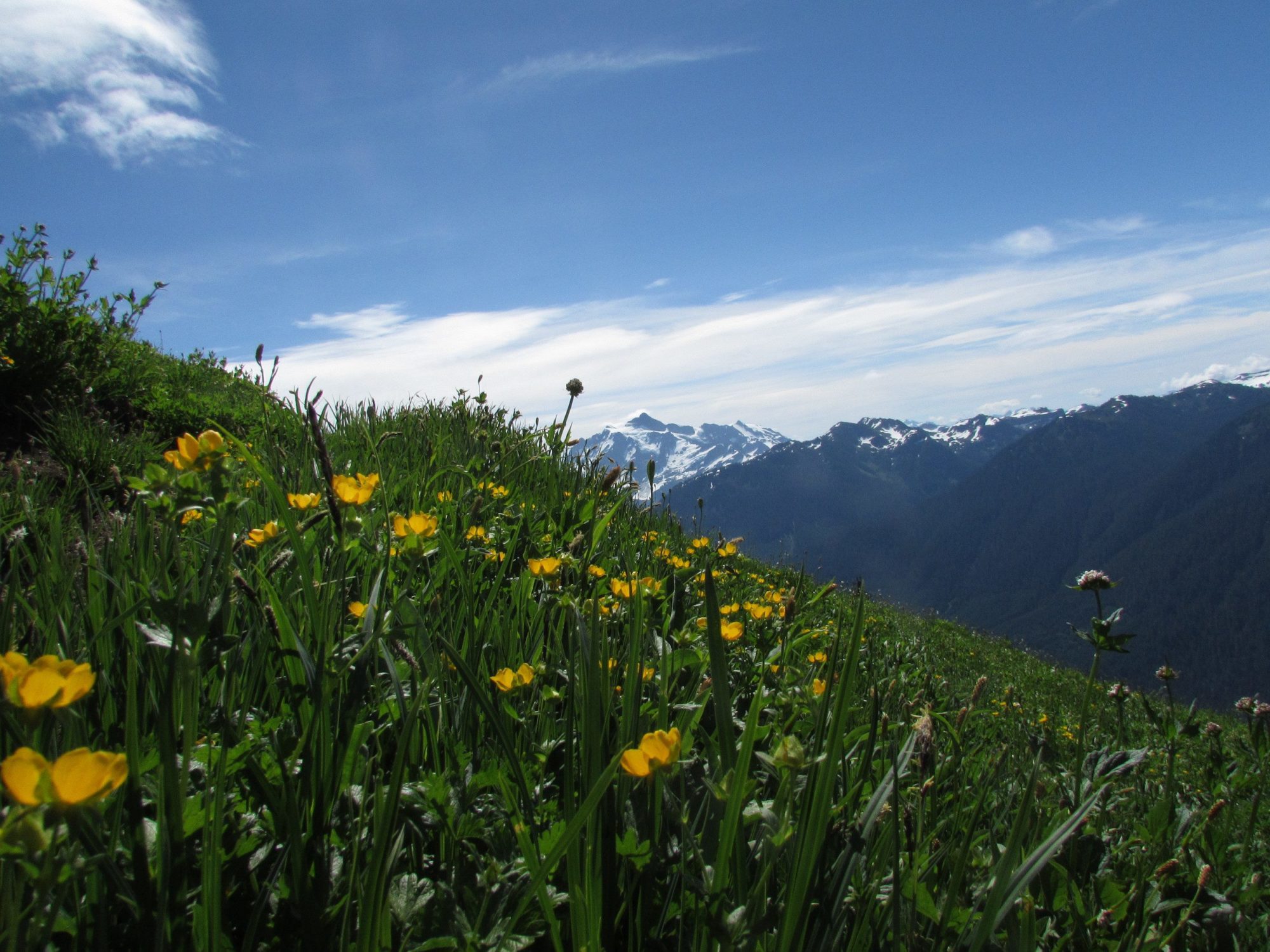 buttercups along the high divide trail