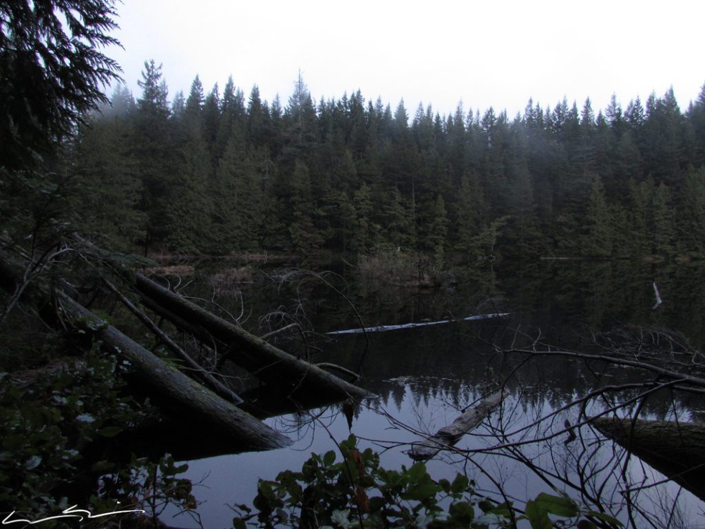 cedar lake shoreline bellingham washington