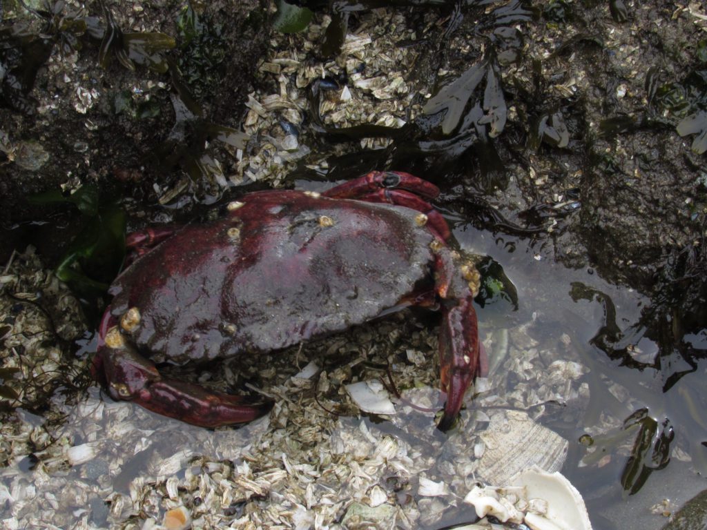 crab hanging out in a tidepool