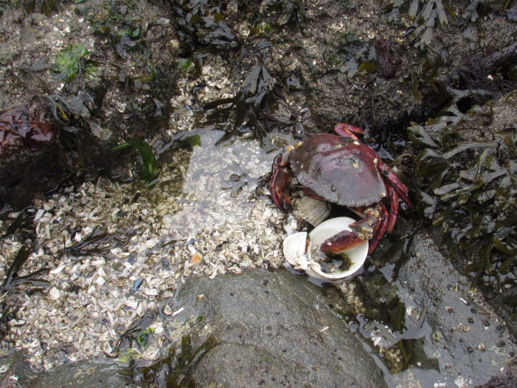 crab guarding his shell