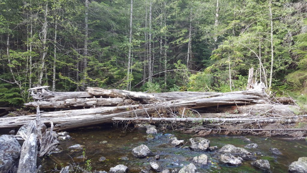 barclay creek crossing logs