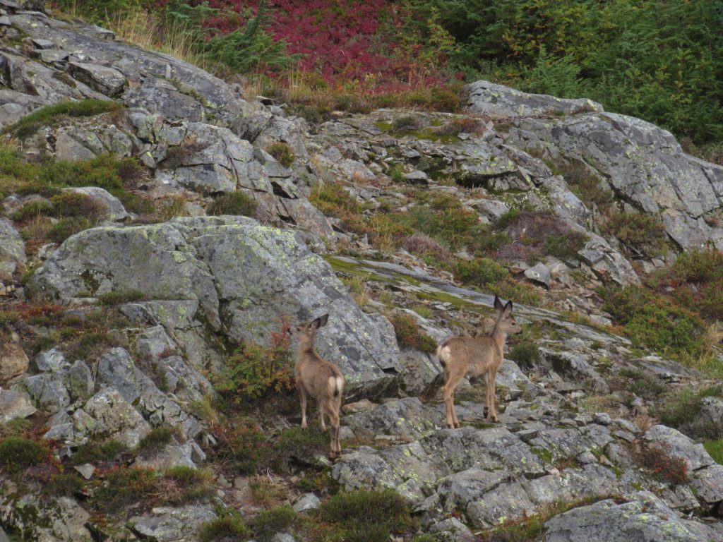 deer aloing the pacific crest trail section j