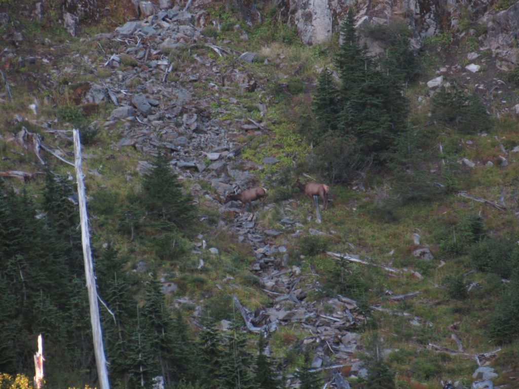 elk grazing near camp at panhandle lake