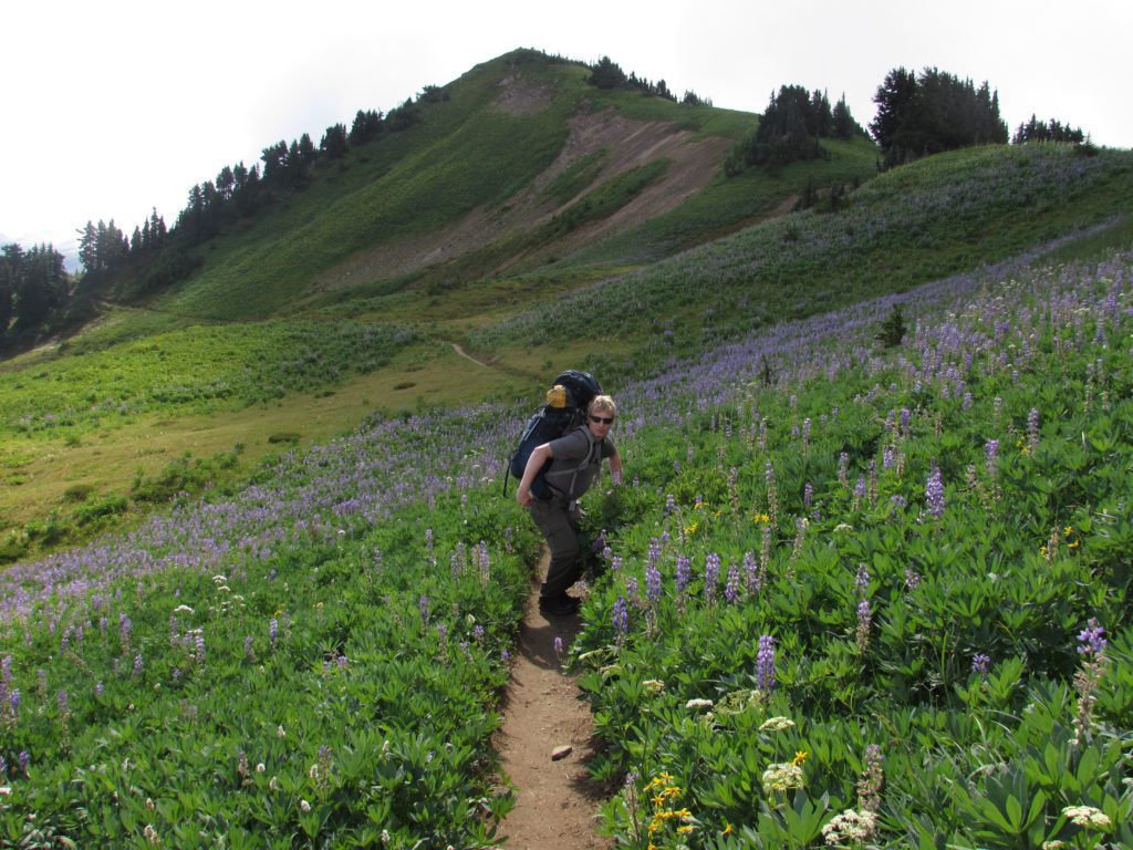 wild flowers along pacific crest trail