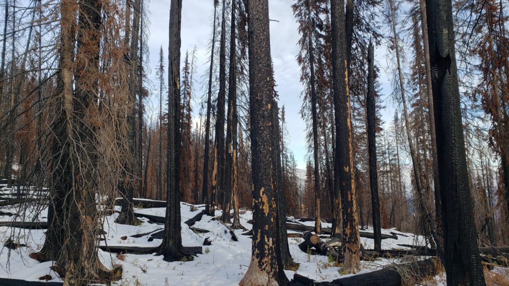 Forest Fire Burn Remenenats
