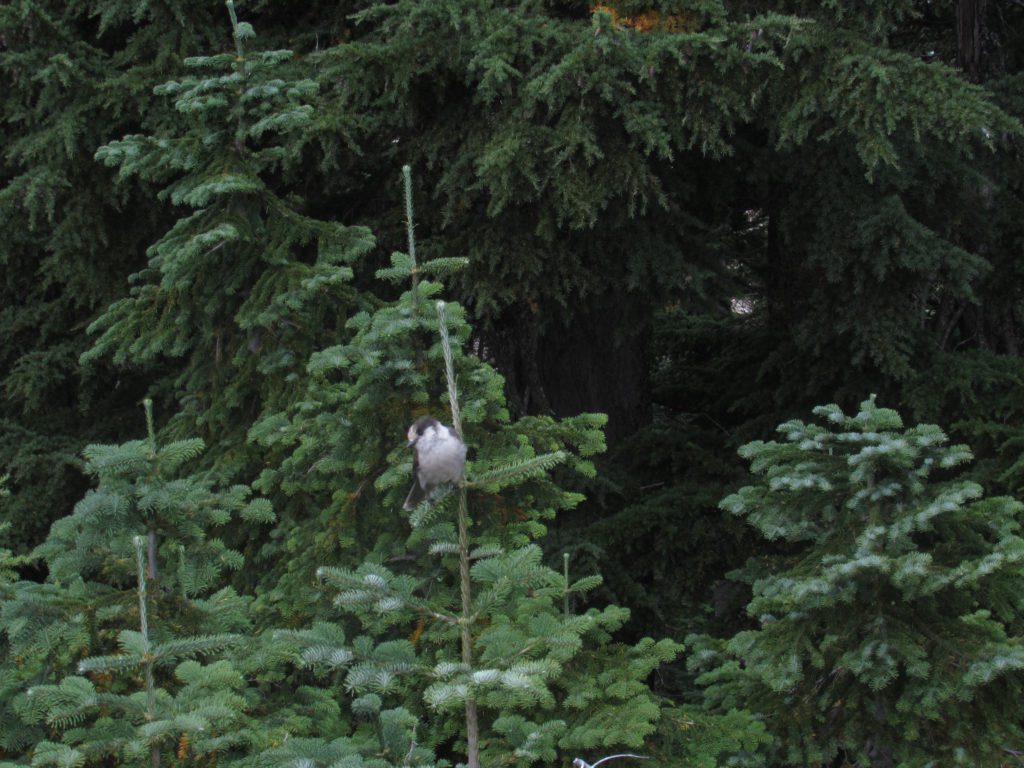 gray jay along pcific crest trail section j