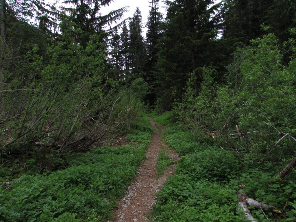 hannegan pass trail through the woods