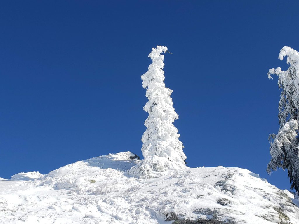 ice covered tree along the summit route