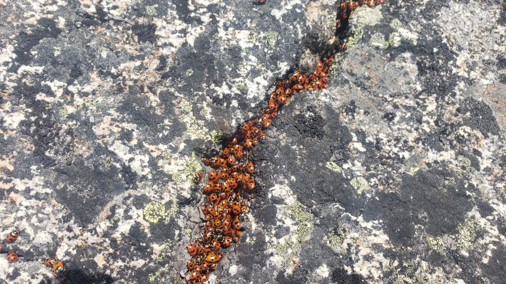 lady bug mating pile cashmere mountain