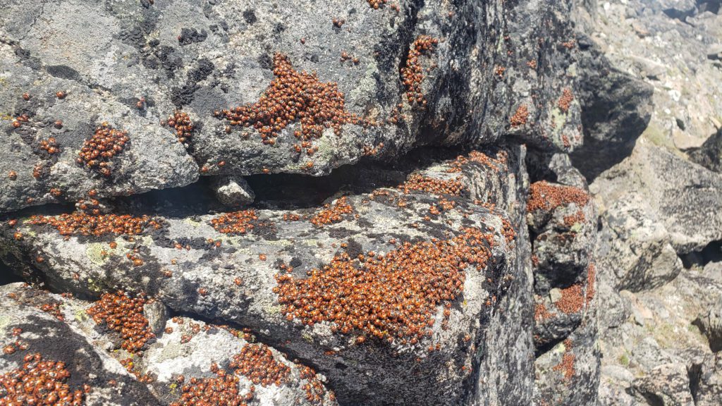 lady bugs cashmere mountain washington
