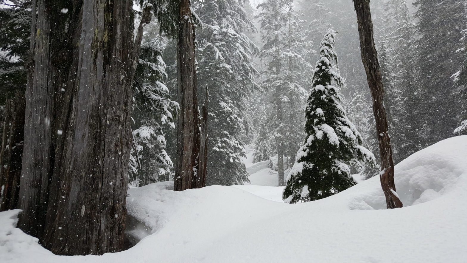 lake kelcema trail snowshoe route in winter