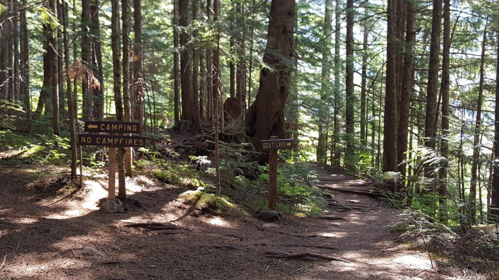 camping area and goat lake trail junction