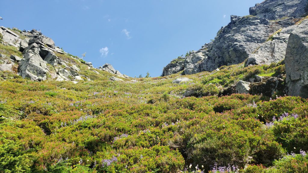 meadows on the upper slopes of merchant peak