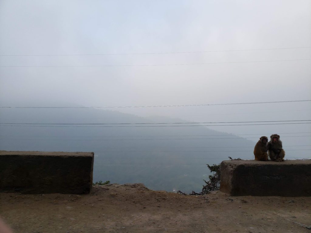 monkeys along the road to manali