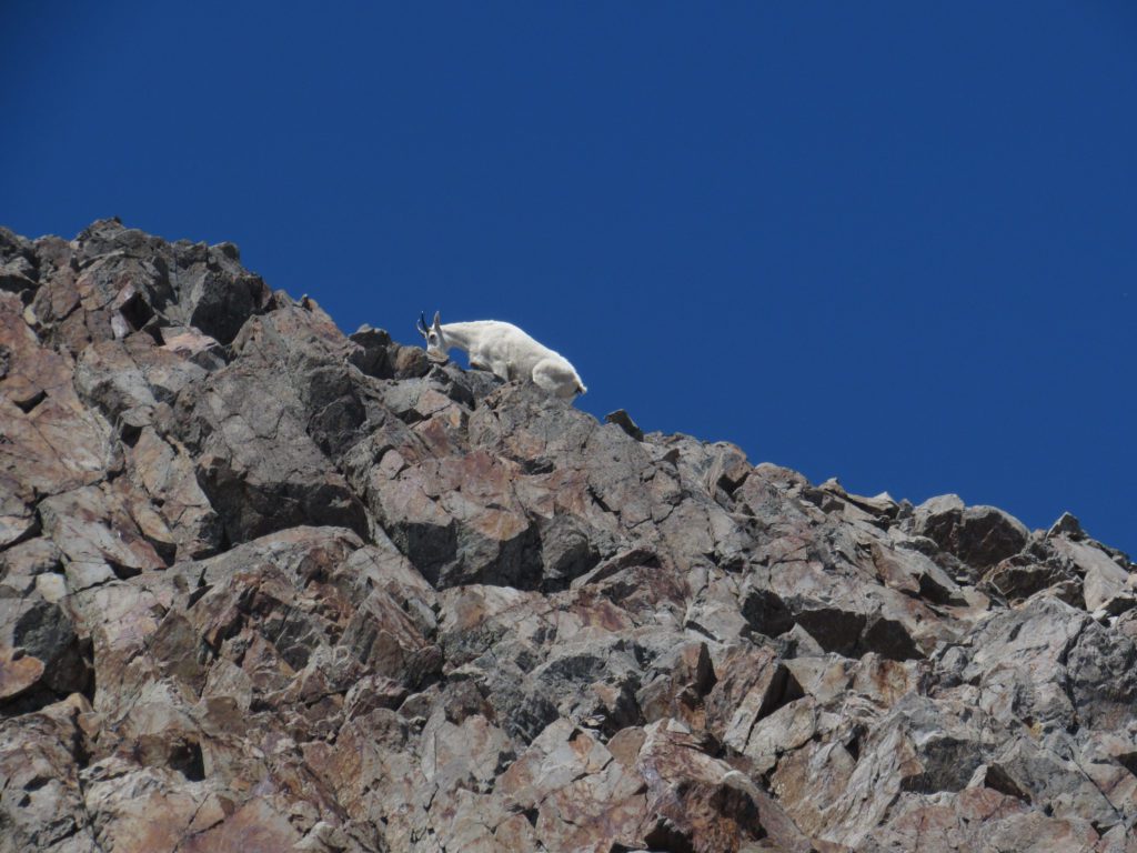 mountain goat kicking rocks down on us along three fingers route