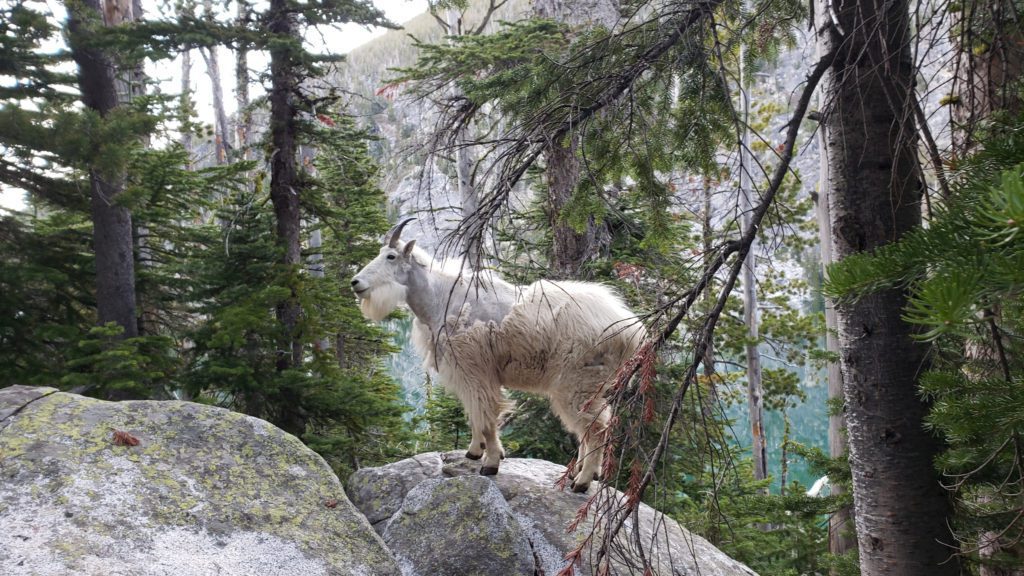 mountain goat near colchuck lake