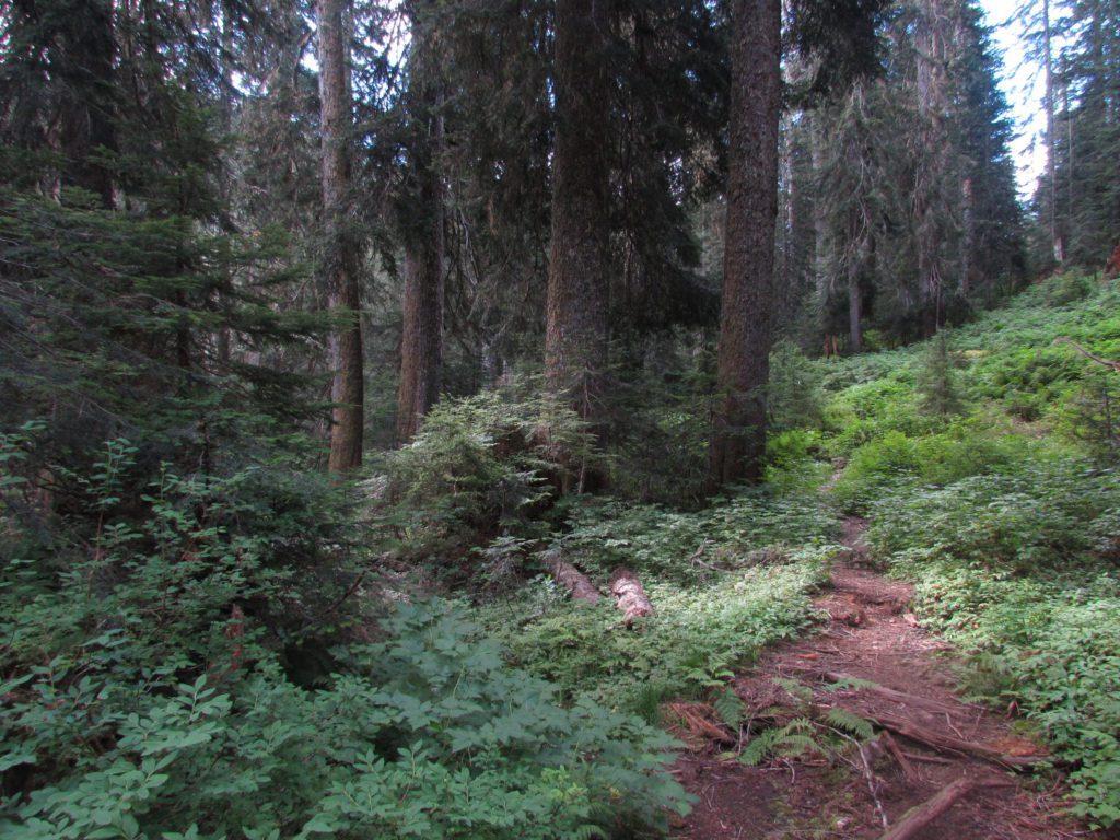 trail to goat flats on three fingers
