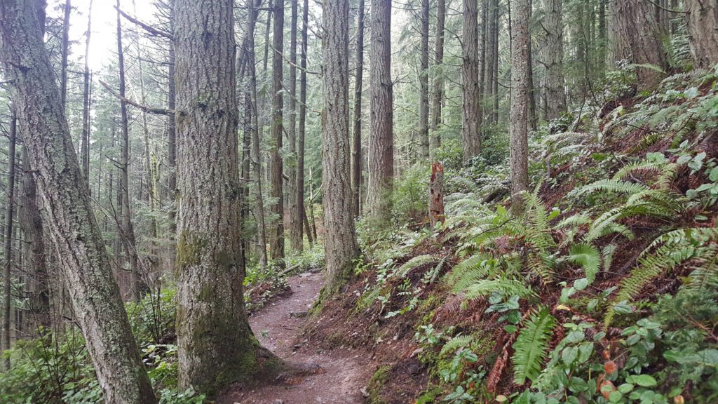 oyster dome trail