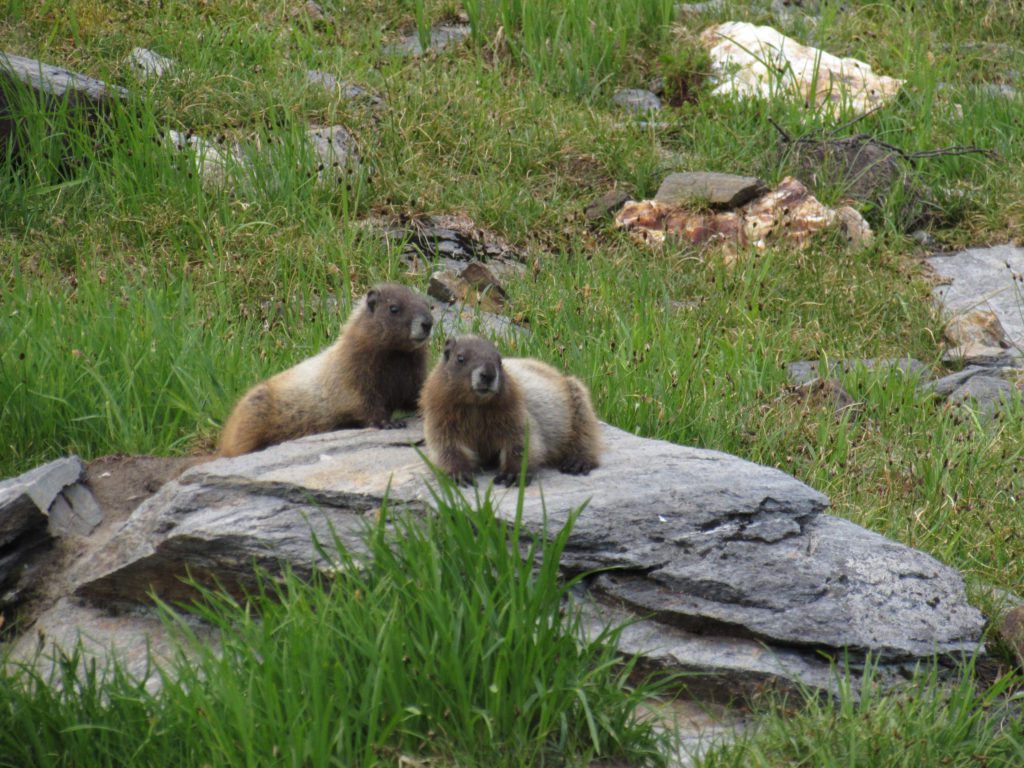 marmots along white pass pilot ridge loop