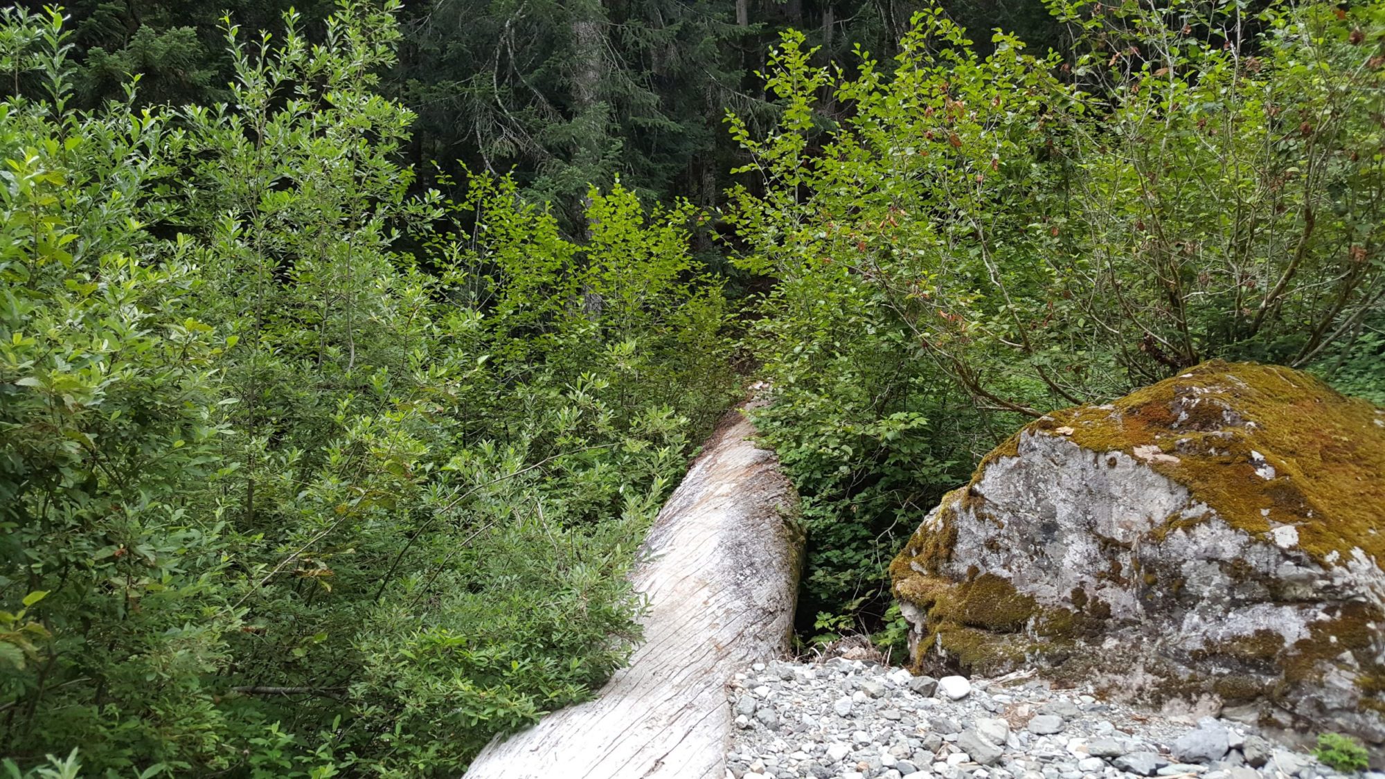 log crossing of perry creek falls