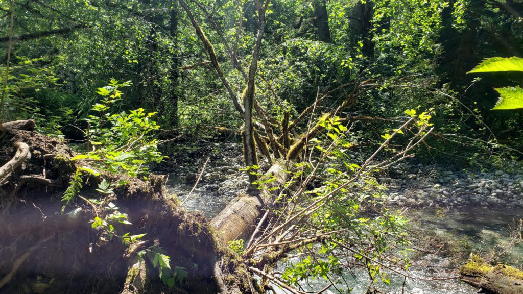 tree for crossing the cascade river to eldorado climbers trail