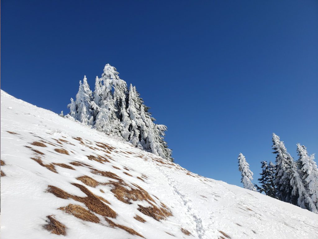 snow covered trees near the summit