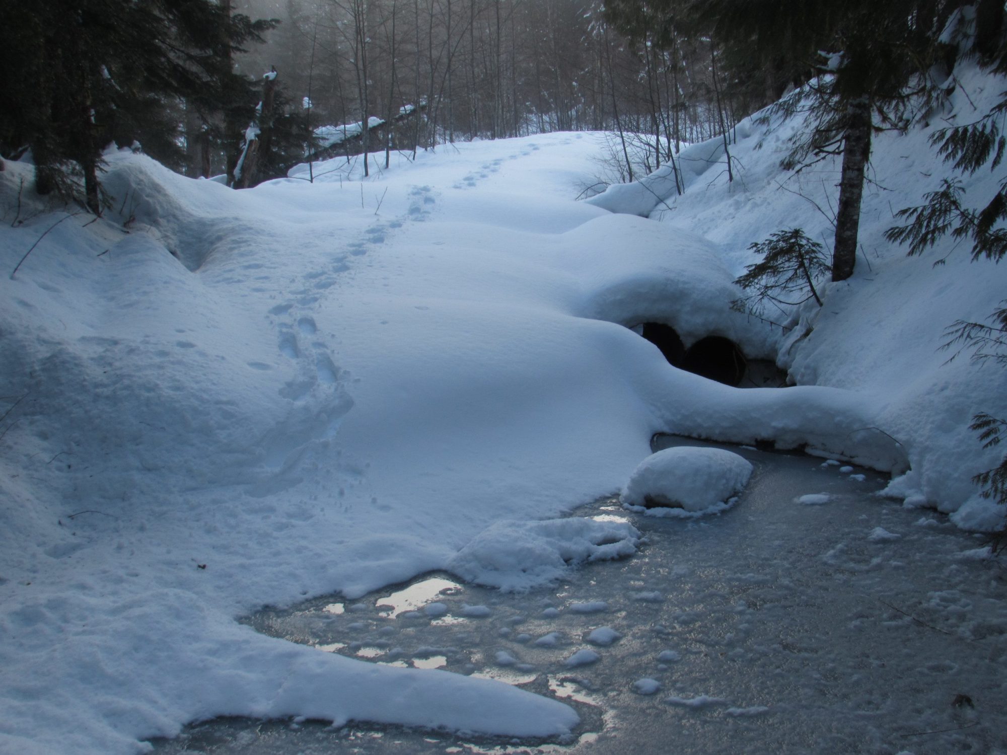 solitary snowshoe tracks barlow pass