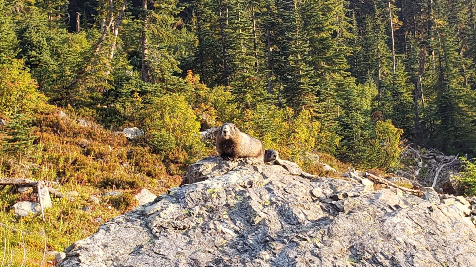 marmots sunbathing below the pass