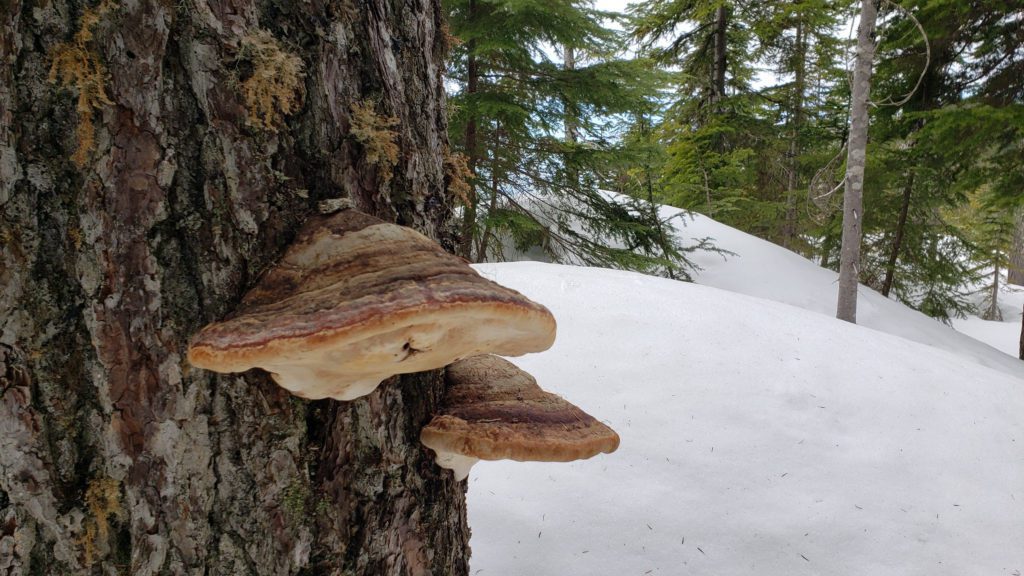 giant mushrooms on an evergreen tree