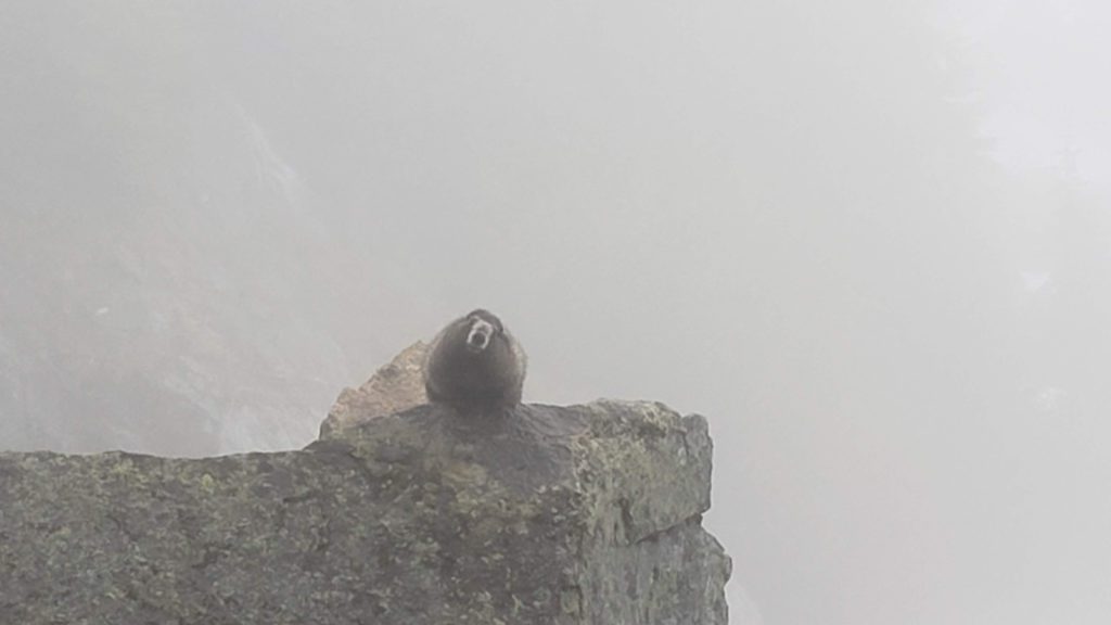 marmot staring at me curiously
