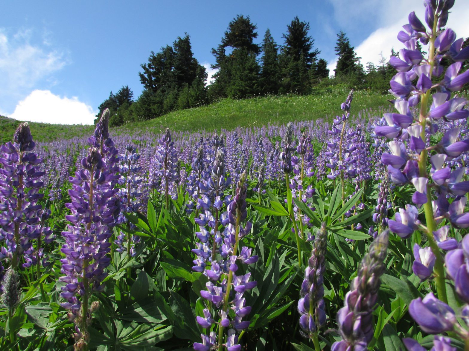 wild flowers along pacific crest trail