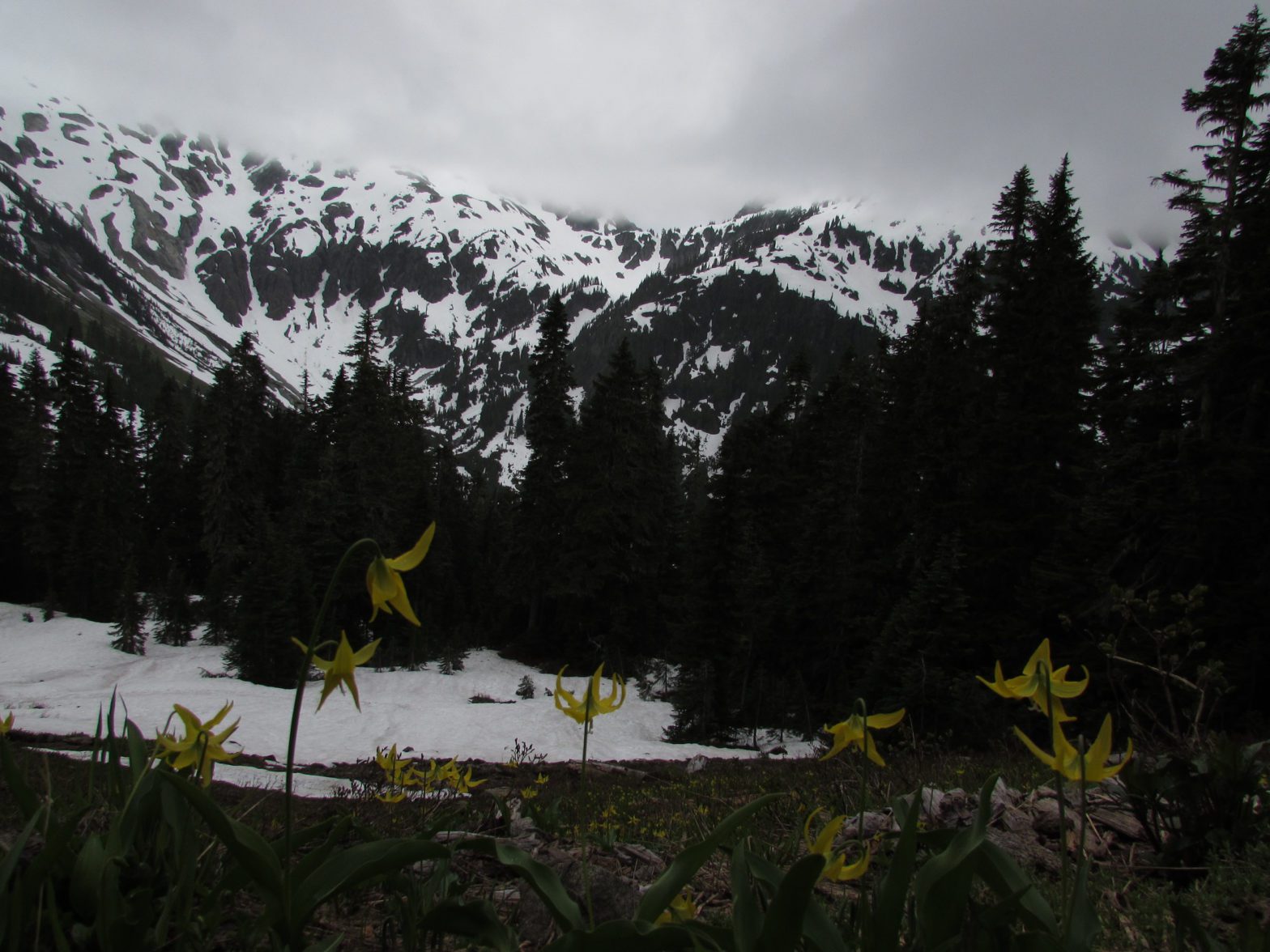 wildflowers below hannegan pass