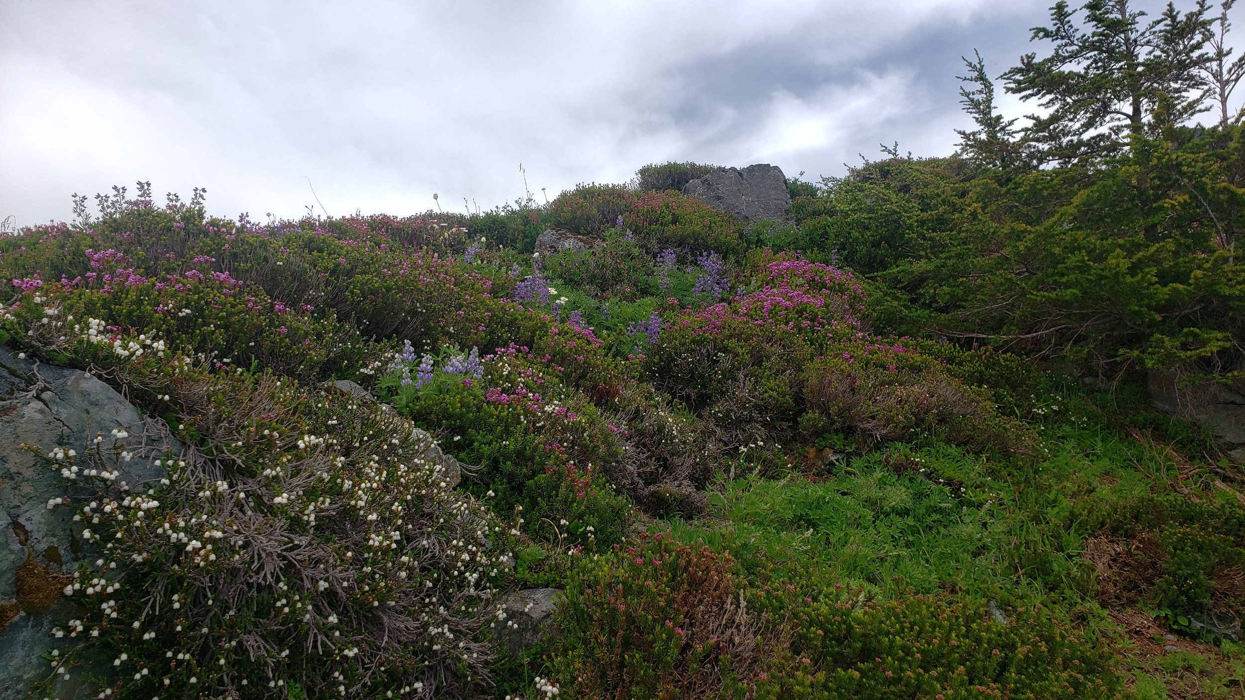 wild flowers along white chuck mountain trail