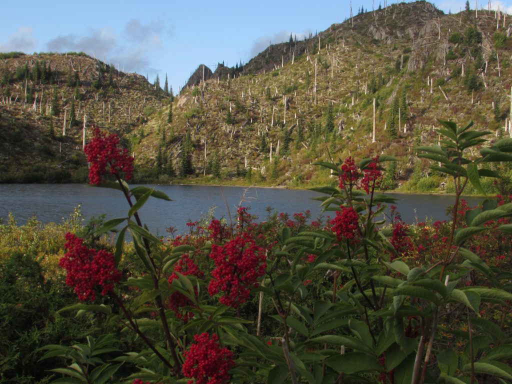 wildflowers norway pass trail mount saint helens