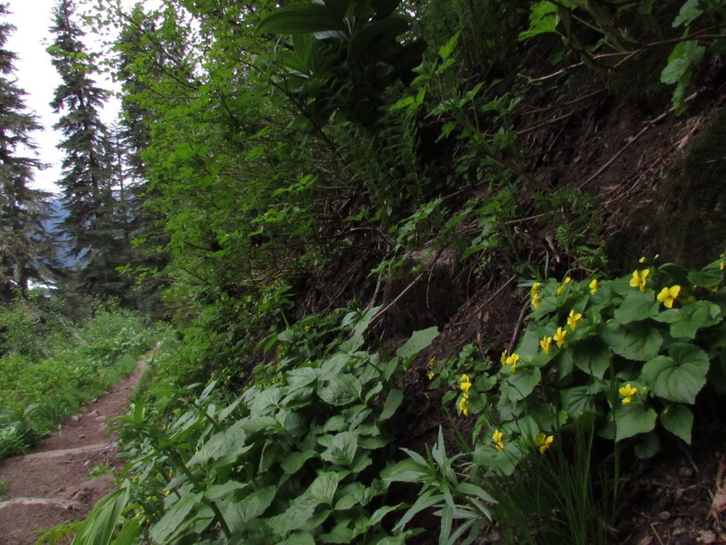 wild flowers along the lower trail