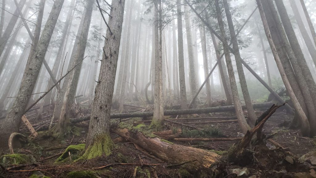jumbo mountain hike in fog