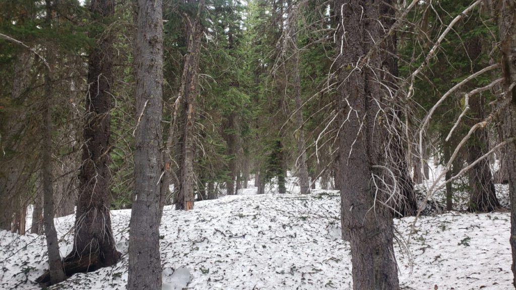 heavy snow cover entiat river trail