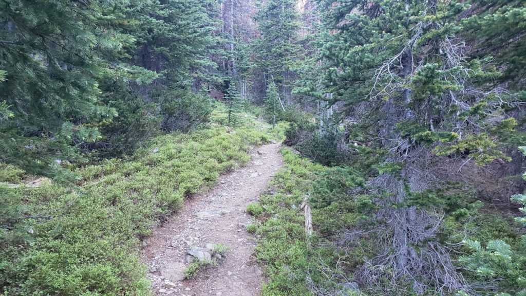 scatter creek meadows