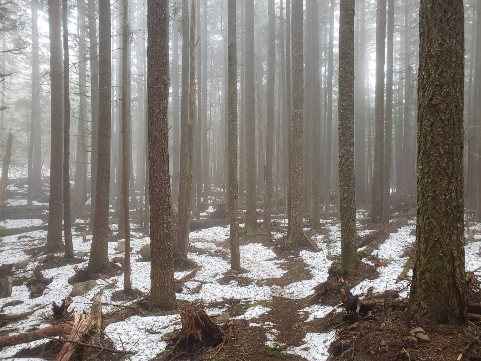 dirty harry's peak trail wooded section