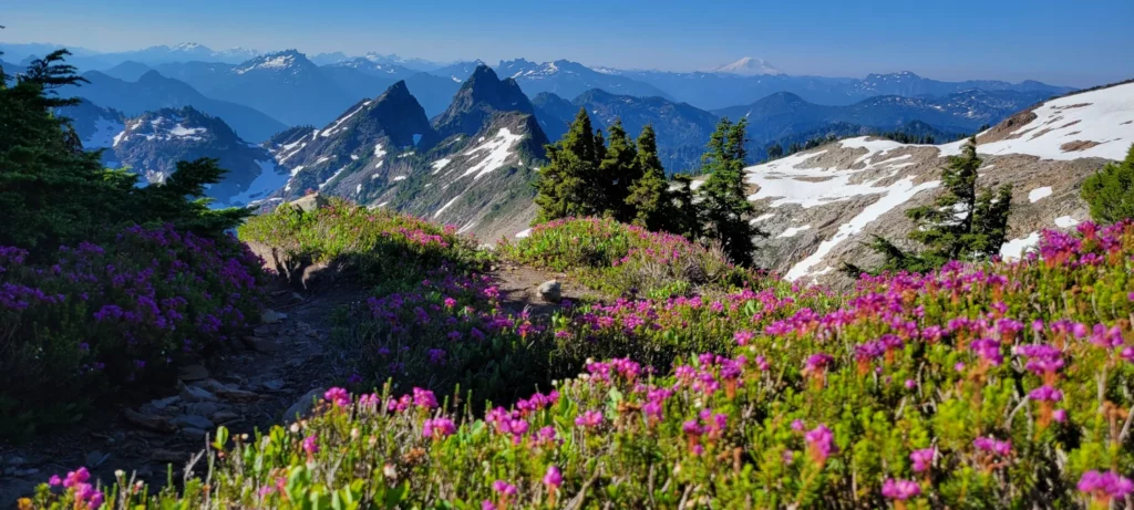 flowers along the climbing route