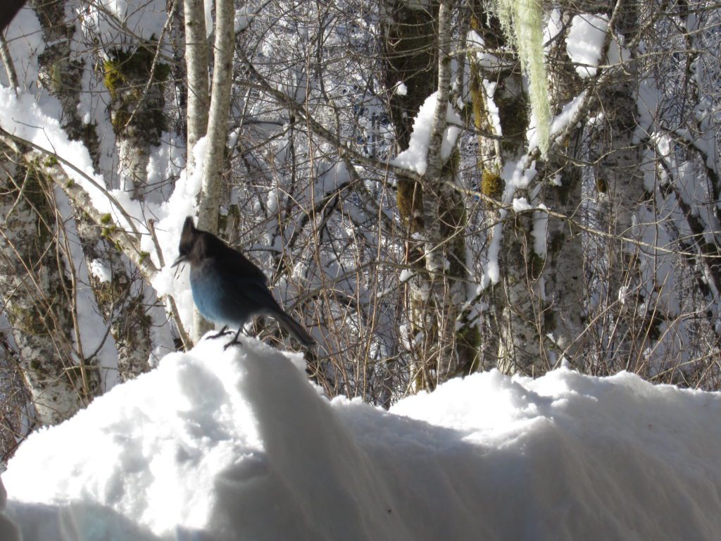 steller's jay near the big four ice caves picnic area shelter