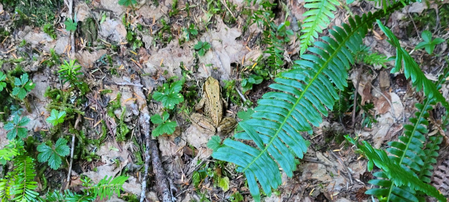 Frog on lower weden creek trail