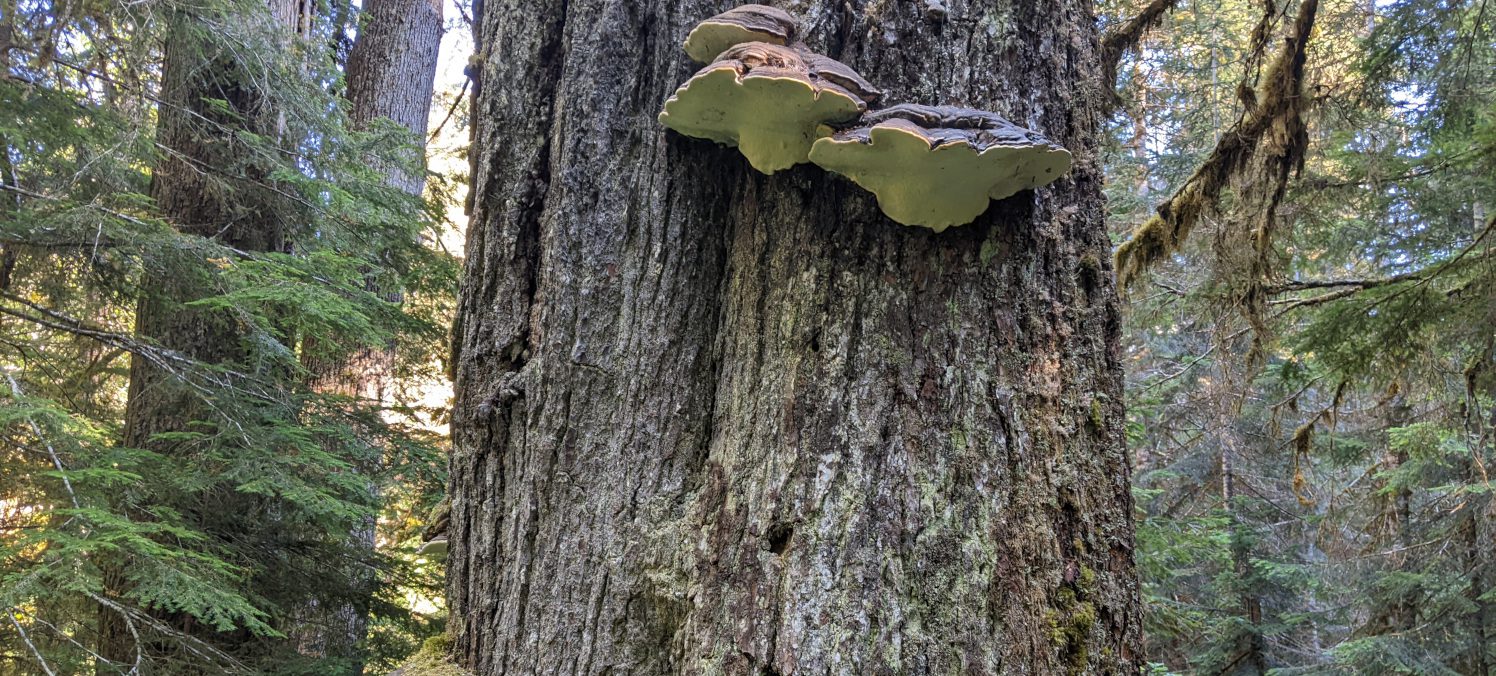 giant mushrooms along weden creek trail