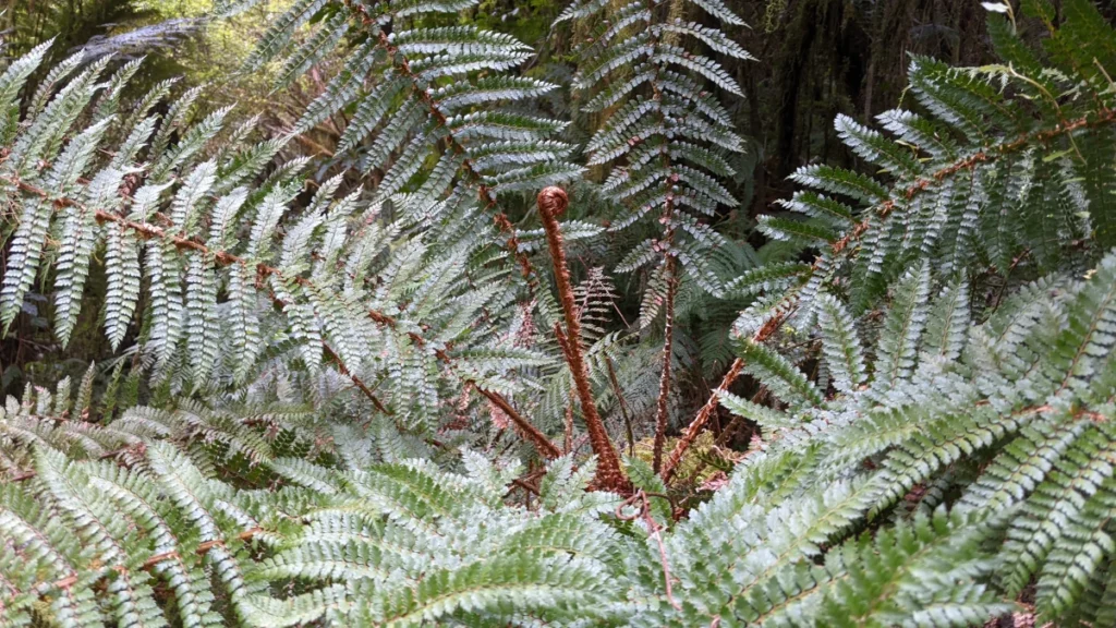 famous new zealand silver fern