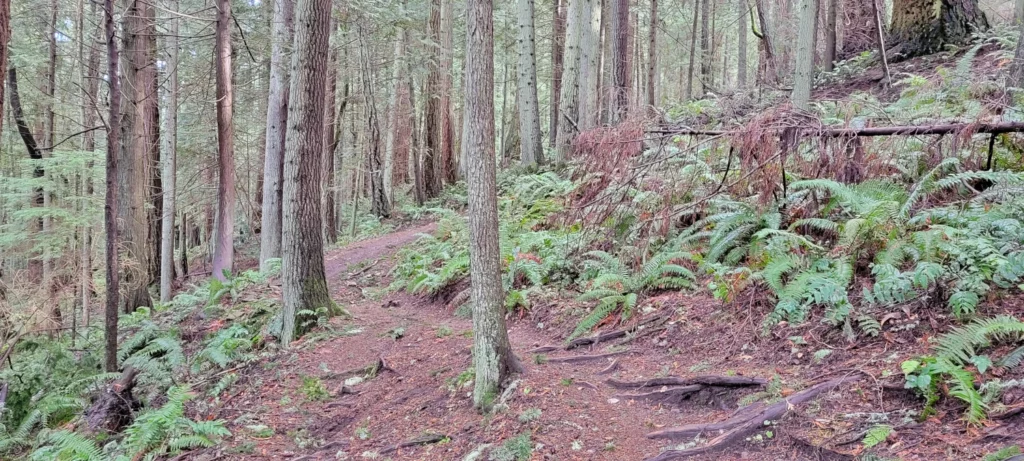 lower section of double black diamond trail