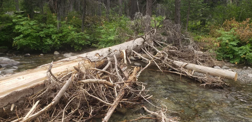 ingalls creek log crossing