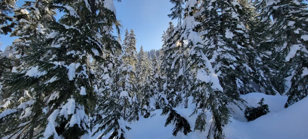 sun through the snowy trees