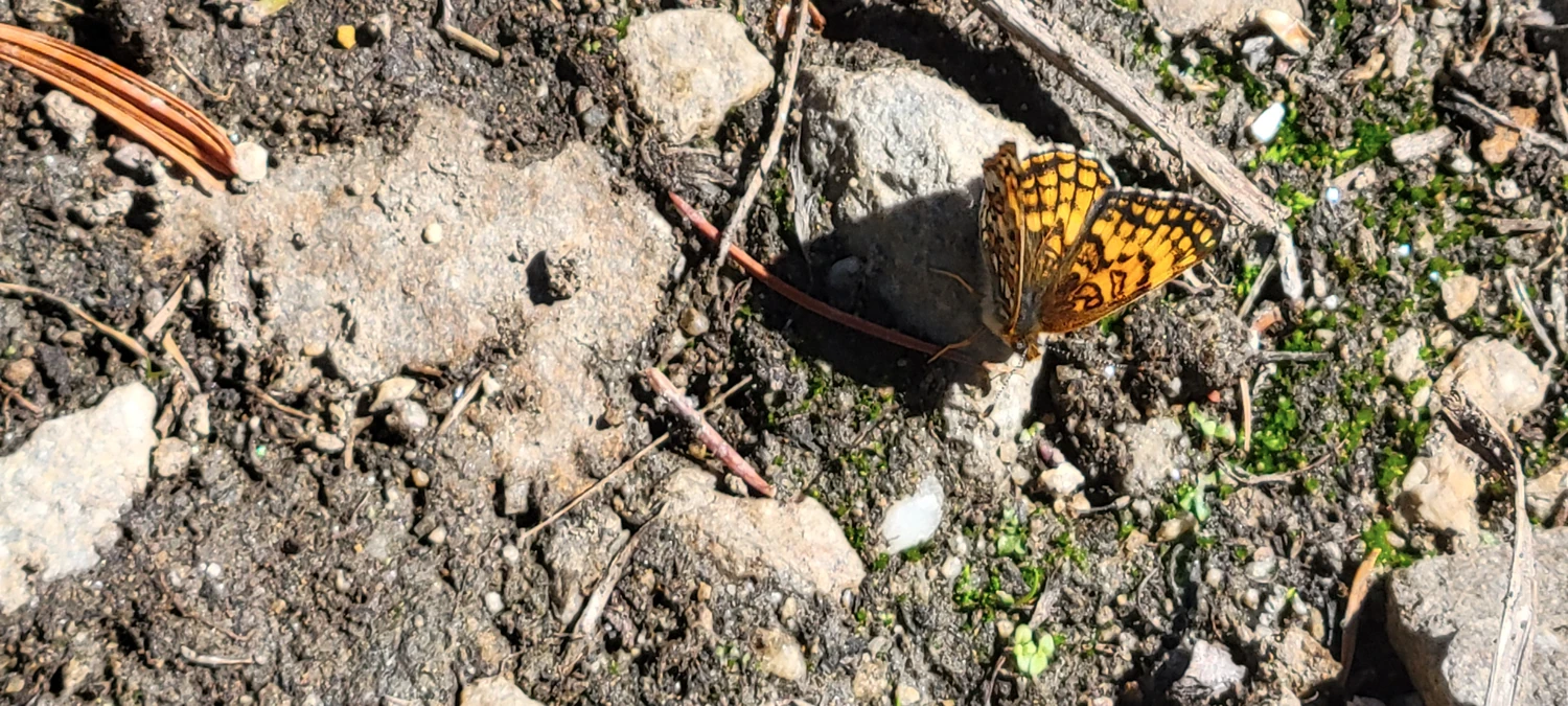 butterflies along the trail